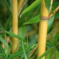 Bamboos
