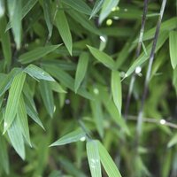 Bamboos