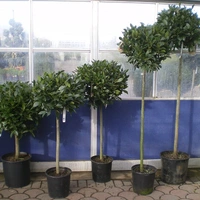 Bay Trees Topiary