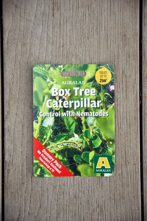 Box Tree Caterpillar Nematodes