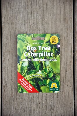 Box Tree Caterpillar Nematodes