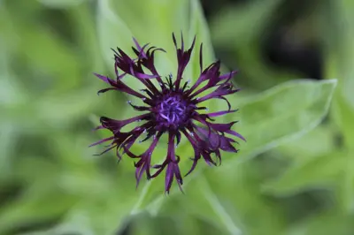 CENTAUREA 'Jordy'