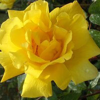 Climbing Roses
