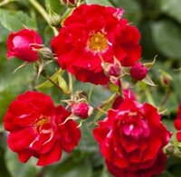 Climbing Roses