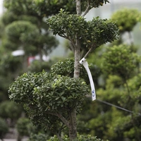 Clouds, Bonsai & Pom-poms