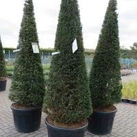 Cones, Pyramids & Spirals