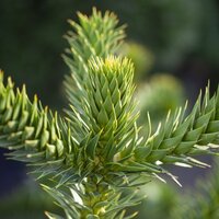 Conifers