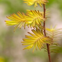 Conifers