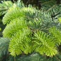 Conifers