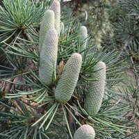 Conifers
