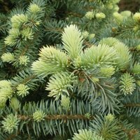 Conifers