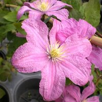 Deciduous Climbers