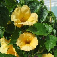 Deciduous Climbers