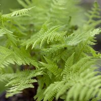 Deciduous Ferns