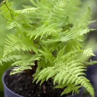 Deciduous Ferns