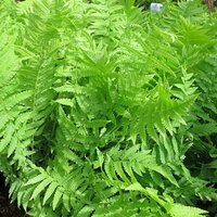 Deciduous Ferns