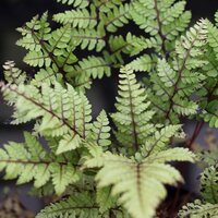 Deciduous Ferns