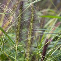 Deciduous Grasses
