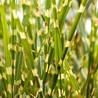 Deciduous Grasses