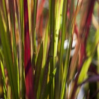 Deciduous Grasses