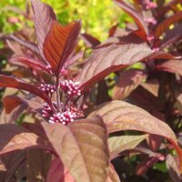 Deciduous Shrubs
