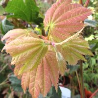 Deciduous Shrubs