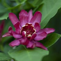Deciduous Shrubs