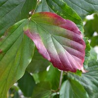 Deciduous Shrubs