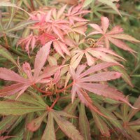 Deciduous Specimen Shrubs