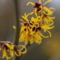 Deciduous Specimen Shrubs