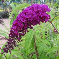 Deciduous Specimen Shrubs