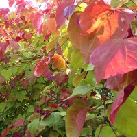 Deciduous Specimen Shrubs