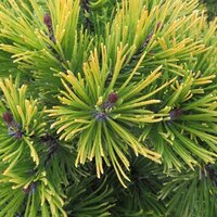 Dwarf/Low Conifers