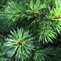 Dwarf/Low Conifers