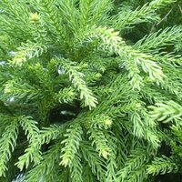 Dwarf/Low Conifers
