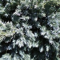 Dwarf/Low Conifers
