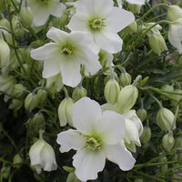 Evergreen Climbers