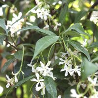 Evergreen Climbers