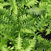 Evergreen Ferns
