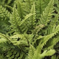 Evergreen Ferns