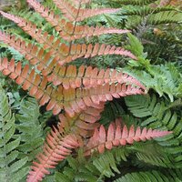 Evergreen Ferns