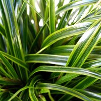 Evergreen Grasses