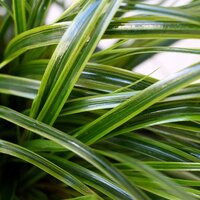 Evergreen Grasses