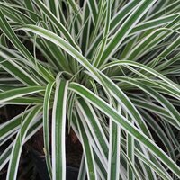 Evergreen Grasses