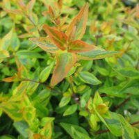 Evergreen Shrubs