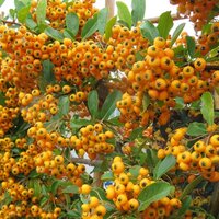 Evergreen Shrubs