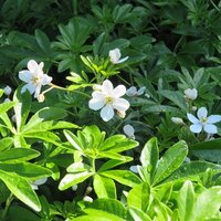 Evergreen Shrubs