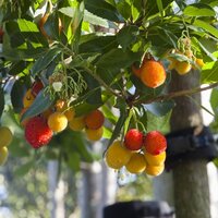 Evergreen Specimen Shrubs