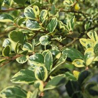 Evergreen Specimen Shrubs