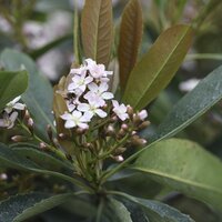 Evergreen Specimen Shrubs